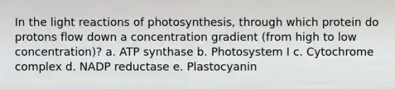 In the <a href='https://www.questionai.com/knowledge/kSUoWrrvoC-light-reactions' class='anchor-knowledge'>light reactions</a> of photosynthesis, through which protein do protons flow down a concentration gradient (from high to low concentration)? a. ATP synthase b. Photosystem I c. Cytochrome complex d. NADP reductase e. Plastocyanin