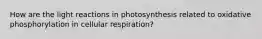 How are the light reactions in photosynthesis related to oxidative phosphorylation in cellular respiration?