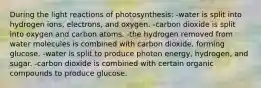 During the light reactions of photosynthesis: -water is split into hydrogen ions, electrons, and oxygen. -carbon dioxide is split into oxygen and carbon atoms. -the hydrogen removed from water molecules is combined with carbon dioxide, forming glucose. -water is split to produce photon energy, hydrogen, and sugar. -carbon dioxide is combined with certain organic compounds to produce glucose.