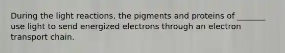 During the light reactions, the pigments and proteins of _______ use light to send energized electrons through an electron transport chain.