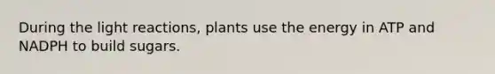 During the light reactions, plants use the energy in ATP and NADPH to build sugars.