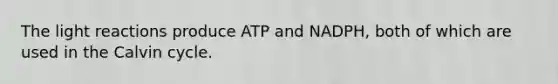 The light reactions produce ATP and NADPH, both of which are used in the Calvin cycle.