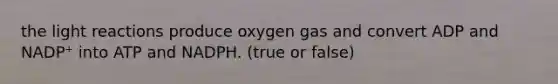 the light reactions produce oxygen gas and convert ADP and NADP⁺ into ATP and NADPH. (true or false)