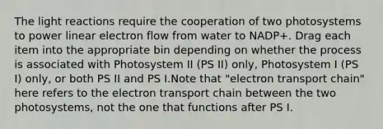 The light reactions require the cooperation of two photosystems to power linear electron flow from water to NADP+. Drag each item into the appropriate bin depending on whether the process is associated with Photosystem II (PS II) only, Photosystem I (PS I) only, or both PS II and PS I.Note that "electron transport chain" here refers to the electron transport chain between the two photosystems, not the one that functions after PS I.