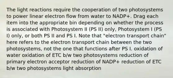 The light reactions require the cooperation of two photosystems to power linear electron flow from water to NADP+. Drag each item into the appropriate bin depending on whether the process is associated with Photosystem II (PS II) only, Photosystem I (PS I) only, or both PS II and PS I. Note that "electron transport chain" here refers to the electron transport chain between the two photosystems, not the one that functions after PS I. oxidation of water oxidation of ETC b/w two photosystems reduction of primary electron acceptor reduction of NADP+ reduction of ETC b/w two photosystems light absorption