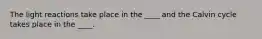 The light reactions take place in the ____ and the Calvin cycle takes place in the ____.