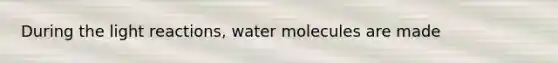 During the light reactions, water molecules are made