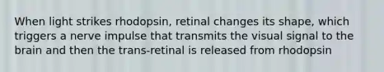 When light strikes rhodopsin, retinal changes its shape, which triggers a nerve impulse that transmits the visual signal to the brain and then the trans-retinal is released from rhodopsin