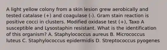 A light yellow colony from a skin lesion grew aerobically and tested catalase (+) and coagulase (-). Gram stain reaction is positive cocci in clusters. Modified oxidase test (+), Taxo A susceptible and Lysostaphin resistant. What is the identification of this organism? A. Staphylococcus aureus B. Micrococcus luteus C. Staphylococcus epidermidis D. Streptococcus pyogenes