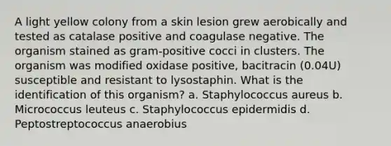 A light yellow colony from a skin lesion grew aerobically and tested as catalase positive and coagulase negative. The organism stained as gram-positive cocci in clusters. The organism was modified oxidase positive, bacitracin (0.04U) susceptible and resistant to lysostaphin. What is the identification of this organism? a. Staphylococcus aureus b. Micrococcus leuteus c. Staphylococcus epidermidis d. Peptostreptococcus anaerobius