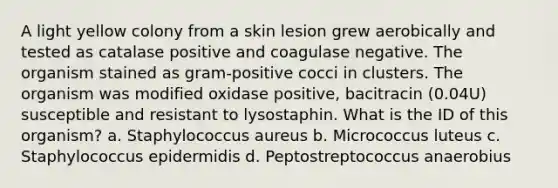 A light yellow colony from a skin lesion grew aerobically and tested as catalase positive and coagulase negative. The organism stained as gram-positive cocci in clusters. The organism was modified oxidase positive, bacitracin (0.04U) susceptible and resistant to lysostaphin. What is the ID of this organism? a. Staphylococcus aureus b. Micrococcus luteus c. Staphylococcus epidermidis d. Peptostreptococcus anaerobius