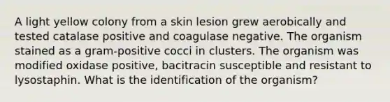 A light yellow colony from a skin lesion grew aerobically and tested catalase positive and coagulase negative. The organism stained as a gram-positive cocci in clusters. The organism was modified oxidase positive, bacitracin susceptible and resistant to lysostaphin. What is the identification of the organism?