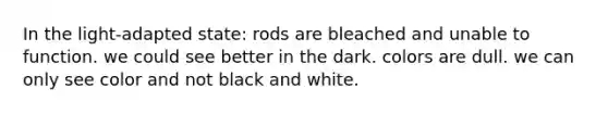 In the light-adapted state: rods are bleached and unable to function. we could see better in the dark. colors are dull. we can only see color and not black and white.