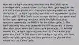 How are the light-capturing reactions and the Calvin cycle interdependent on each other? A) The Calvin cycle requires the ATP and NADPH produced in the light-capturing reactions, while the inputs to the light-capturing reactions are regenerated by the Calvin cycle. B) The Calvin cycle accepts the electrons generated by the light-capturing reactions, while the light-capturing reactions regenerate the NADP+ for the Calvin cycle. C) The light-capturing reactions generate the ATP necessary to power the Calvin cycle, while the Calvin cycle generates that NADPH needed for the light-capturing reactions. D) The Calvin cycle generates the CO2 that enters into the light-capturing reactions, while the light-capturing reactions generate the glucose that enters into the Calvin cycle.