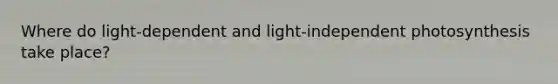 Where do light-dependent and light-independent photosynthesis take place?