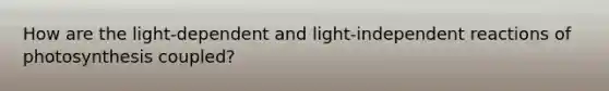 How are the light-dependent and light-independent reactions of photosynthesis coupled?