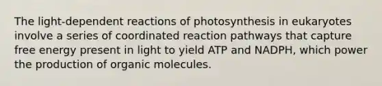 The light-dependent reactions of photosynthesis in eukaryotes involve a series of coordinated reaction pathways that capture free energy present in light to yield ATP and NADPH, which power the production of <a href='https://www.questionai.com/knowledge/kjUwUacPFG-organic-molecules' class='anchor-knowledge'>organic molecules</a>.