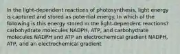 In the light-dependent reactions of photosynthesis, light energy is captured and stored as potential energy. In which of the following is this energy stored in the light-dependent reactions? carbohydrate molecules NADPH, ATP, and carbohydrate molecules NADPH and ATP an electrochemical gradient NADPH, ATP, and an electrochemical gradient