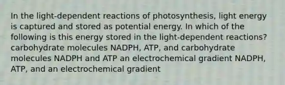 In the light-dependent reactions of photosynthesis, light energy is captured and stored as potential energy. In which of the following is this energy stored in the light-dependent reactions? carbohydrate molecules NADPH, ATP, and carbohydrate molecules NADPH and ATP an electrochemical gradient NADPH, ATP, and an electrochemical gradient