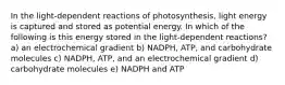 In the light-dependent reactions of photosynthesis, light energy is captured and stored as potential energy. In which of the following is this energy stored in the light-dependent reactions? a) an electrochemical gradient b) NADPH, ATP, and carbohydrate molecules c) NADPH, ATP, and an electrochemical gradient d) carbohydrate molecules e) NADPH and ATP