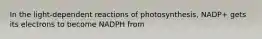 In the light-dependent reactions of photosynthesis, NADP+ gets its electrons to become NADPH from