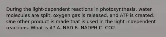 During the light-dependent reactions in photosynthesis, water molecules are split, oxygen gas is released, and ATP is created. One other product is made that is used in the light-independent reactions. What is it? A. NAD B. NADPH C. CO2