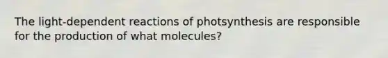 The light-dependent reactions of photsynthesis are responsible for the production of what molecules?