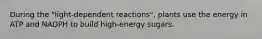 During the "light-dependent reactions", plants use the energy in ATP and NADPH to build high-energy sugars.