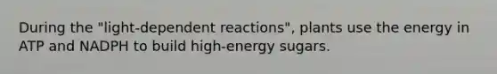 During the "light-dependent reactions", plants use the energy in ATP and NADPH to build high-energy sugars.