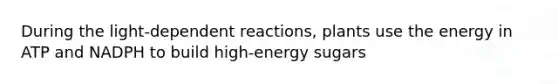 During the light-dependent reactions, plants use the energy in ATP and NADPH to build high-energy sugars