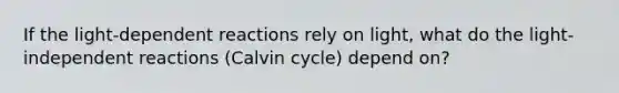 If the light-dependent reactions rely on light, what do the light-independent reactions (Calvin cycle) depend on?