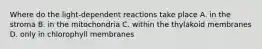 Where do the light-dependent reactions take place A. in the stroma B. in the mitochondria C. within the thylakoid membranes D. only in chlorophyll membranes