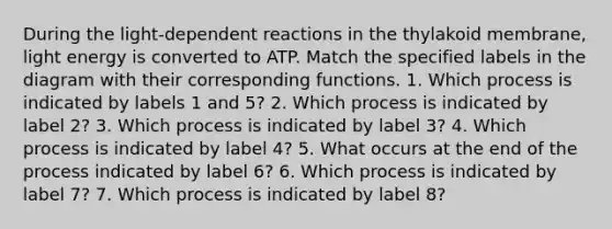 During the light-dependent reactions in the thylakoid membrane, light energy is converted to ATP. Match the specified labels in the diagram with their corresponding functions. 1. ​Which process is indicated by labels 1 and 5? 2. ​Which process is indicated by label 2? 3. ​Which process is indicated by label 3? 4. ​Which process is indicated by label 4? 5. ​What occurs at the end of the process indicated by label 6? 6. ​Which process is indicated by label 7? 7. ​Which process is indicated by label 8?