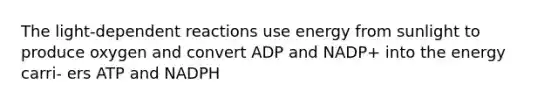 The light-dependent reactions use energy from sunlight to produce oxygen and convert ADP and NADP+ into the energy carri- ers ATP and NADPH