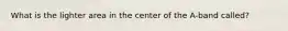 What is the lighter area in the center of the A-band called?