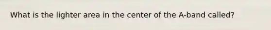 What is the lighter area in the center of the A-band called?