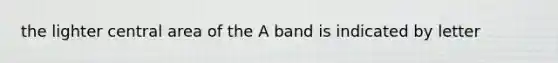 the lighter central area of the A band is indicated by letter