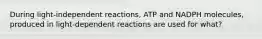 During light-independent reactions, ATP and NADPH molecules, produced in light-dependent reactions are used for what?