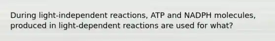 During light-independent reactions, ATP and NADPH molecules, produced in light-dependent reactions are used for what?