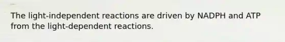 The light-independent reactions are driven by NADPH and ATP from the light-dependent reactions.