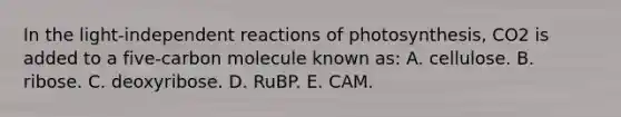 In the light-independent reactions of photosynthesis, CO2 is added to a five-carbon molecule known as: A. cellulose. B. ribose. C. deoxyribose. D. RuBP. E. CAM.