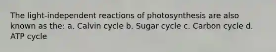 The light-independent reactions of photosynthesis are also known as the: a. Calvin cycle b. Sugar cycle c. Carbon cycle d. ATP cycle