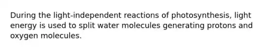 During the light-independent reactions of photosynthesis, light energy is used to split water molecules generating protons and oxygen molecules.