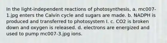 In the light-independent reactions of photosynthesis, a. mc007-1.jpg enters the Calvin cycle and sugars are made. b. NADPH is produced and transferred to photosystem I. c. CO2 is broken down and oxygen is released. d. electrons are energized and used to pump mc007-3.jpg ions.