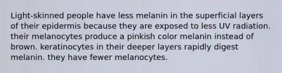 Light-skinned people have less melanin in the superficial layers of their epidermis because they are exposed to less UV radiation. their melanocytes produce a pinkish color melanin instead of brown. keratinocytes in their deeper layers rapidly digest melanin. they have fewer melanocytes.