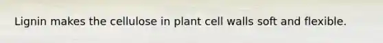 Lignin makes the cellulose in plant cell walls soft and flexible.