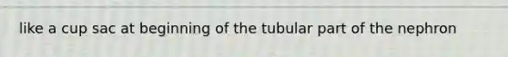 like a cup sac at beginning of the tubular part of the nephron