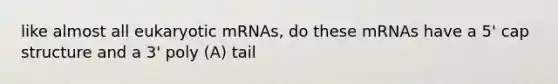 like almost all eukaryotic mRNAs, do these mRNAs have a 5' cap structure and a 3' poly (A) tail