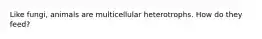 Like fungi, animals are multicellular heterotrophs. How do they feed?