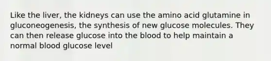 Like the liver, the kidneys can use the amino acid glutamine in gluconeogenesis, the synthesis of new glucose molecules. They can then release glucose into the blood to help maintain a normal blood glucose level